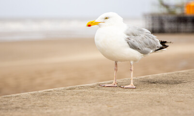 The Seagull Is A Large Bird Often Seen At The Seaside Trying To Steal Food Etc From People