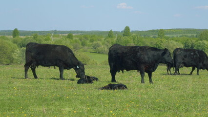 Fototapeta premium Cows On Summer Day Pasture. Black Angus Grazing On Pasture. Field Of Cows Grazing At Day. Farming Business.