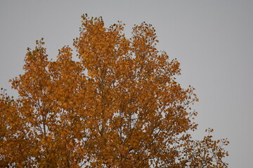 autumn tree branches in the forest on sunset sky background