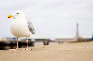 The Seagull Is A Large Bird Often Seen At The Seaside Trying To Steal Food Etc From People