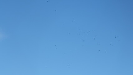 Bird Of Prey Soaring High In Blue Sky. Flock Of Birds Flying In Circular Motion In Sky At Morning.