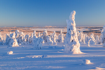 winter landscape