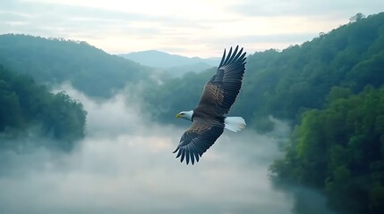 Fototapeta premium Majestic eagle soars over misty forest landscape capturing the beauty of nature's splendor