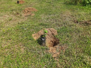 Preparations for planting a plant. A hole has been dug in the ground, and a plant is about to be planted in it.