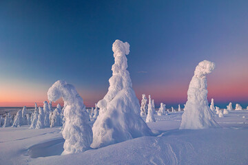 winter landscape with snow