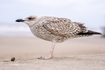 Obraz premium The Seagull Is A Large Bird Often Seen At The Seaside Trying To Steal Food Etc From People