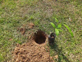 Preparations for planting a plant. A hole has been dug in the ground, and a plant is about to be planted in it.