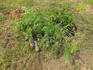 Preparations for planting a plant. A hole has been dug in the ground, and a plant is about to be planted in it.