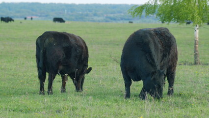 Cows Grazing On A Field In Summer. Herd Of Black Angus Cows Grazing. Open Farm With Cattle On Field...
