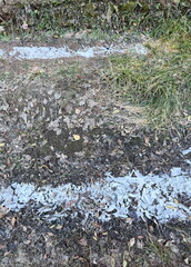 Icy grass and leaves on the ground