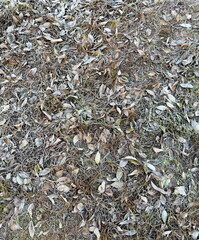 Icy grass and leaves on the ground
