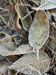 Сlose up Icy grass and leaves on the ground