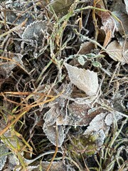Сlose up Icy grass and leaves on the ground