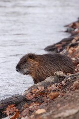 there is a wild nutria in the center of Prague