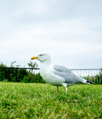 The Seagull Is A Large Bird Often Seen At The Seaside Trying To Steal Food Etc From People