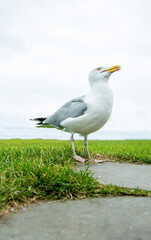 The Seagull Is A Large Bird Often Seen At The Seaside Trying To Steal Food Etc From People