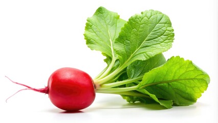Vibrant, fresh garden radishes, isolated on a white background, are ideal for various culinary dishes, enriching flavors and providing essential nutrients for a healthy diet.