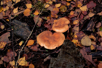 autumn mushrooms in the wet forest