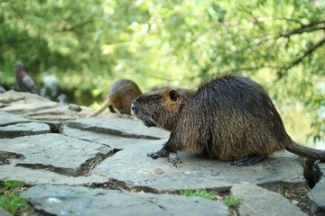 there is a wild nutria in the center of Prague