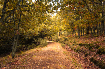 Lakes, yellow, green and brown autumn leaves