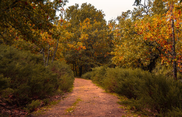 Fototapeta premium Lakes, yellow, green and brown autumn leaves