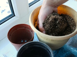 hand mixing dry mixed soil in flower pot on windowsill, making soil composition for growing seedlings and indoor flowers, adding vermiculite and fertilizer granules to potting soil