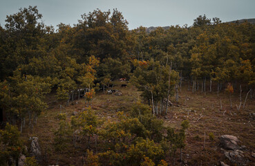 Lakes, yellow, green and brown autumn leaves