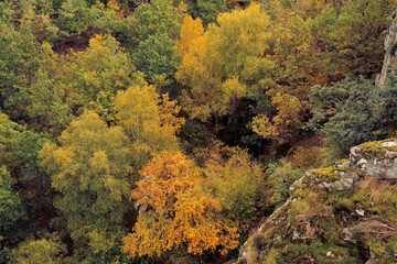 Fototapeta premium Lakes, yellow, green and brown autumn leaves