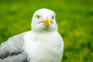 The Seagull Is A Large Bird Often Seen At The Seaside Trying To Steal Food Etc From People