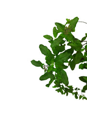 A bunch of fresh basil leaves isolated with clipping paths on white background for graphic design.