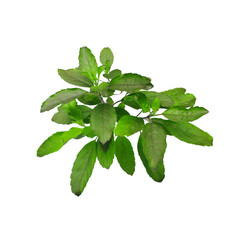 A bunch of fresh basil leaves isolated with clipping paths on white background for graphic design.