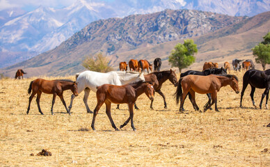 A herd of horses graze in the meadow in summer, eat grass, walk and frolic. Pregnant horses and...