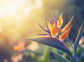 Closeup of a Bird of Paradise flower in sunlight.