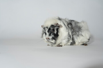 Obraz premium Meerschweinchen rosette tier Nager