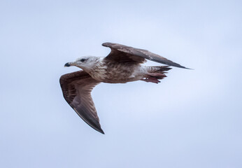 The Seagull Is A Large Bird Often Seen At The Seaside Trying To Steal Food Etc From People