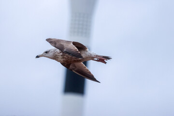 The Seagull Is A Large Bird Often Seen At The Seaside Trying To Steal Food Etc From People