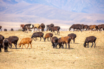 Rams and lambs graze in a meadow. Cattle grazing. A flock of rams walks across an autumn field in...