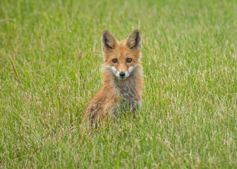 fox in the grass