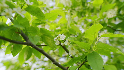 Bird Cherry Blossom Branch With White Flowers In Full Bloom. Garden Of Bird Cherry Trees. Bird Cherry Or Prunus Padus Blossom Flower Full Bloom. White Flowers In Spring Garden.