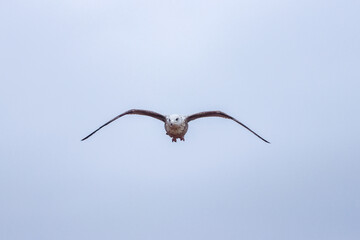 The Seagull Is A Large Bird Often Seen At The Seaside Trying To Steal Food Etc From People