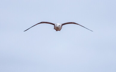 The Seagull Is A Large Bird Often Seen At The Seaside Trying To Steal Food Etc From People