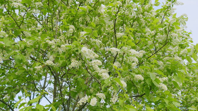 Spring Blossom Background. Beautiful Spring Flowers. White Bird Cherry Flowers. Beautiful Nature Scene With Blooming Tree. Beautiful White Blooming Bird Cherry Tree.