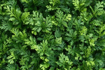 Closeup of Beautiful green christmas leaves of Thuja trees on green background. Thuja twig, Thuja occidentalis is an evergreen coniferous tree. Platycladus orientalis, with generative ai