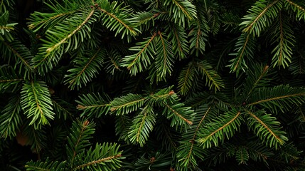 green fern background