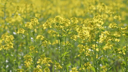 Obraz premium Blooming Field With Yellow Flowers. Field Yellow Colors A Lovely Summer Day. Large Yellow Field. Concept Of Nature And Flora.