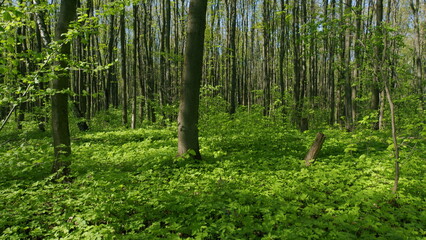Fototapeta premium Beautiful Summer Morning In Forest. Moving In Spring Forest. Beautiful Sunny Morning In Green Forest. Green Trees In Forest.