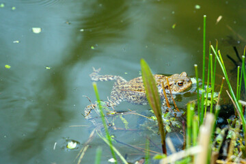 Toads Are A Very Common Small Animal In The United Kingdom And Around The World