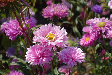 Obraz premium Multiple pink flowers of China asters in mid September