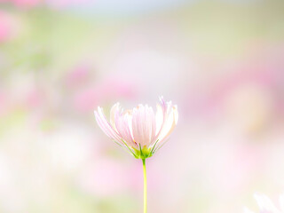 秋の公園や花壇を彩るコスモスのある風景。背景。自然風景素材。