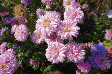 Numerous pink flowers of China asters in mid September